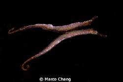 Two-barbel pipe fish by Marco Chang 